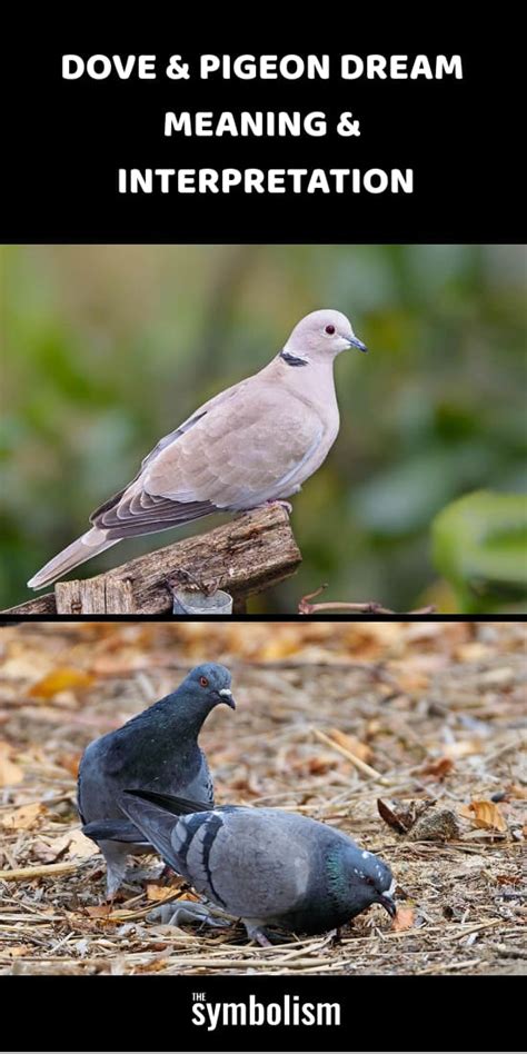 Dove Pigeon Dream Meaning Interpretation The Symbolism