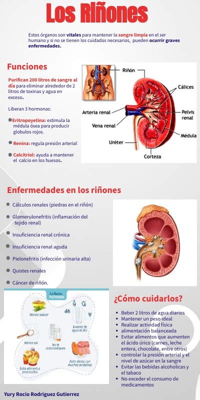 Infografia Del Riñon