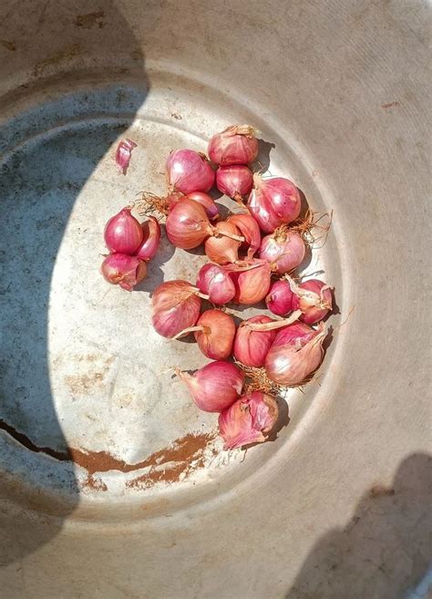 Tamilnadu Tonne Red Onion At Rs Kg In Namakkal Id