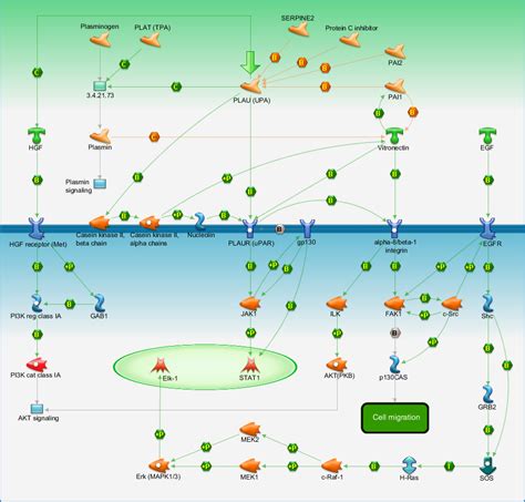 Cell Adhesion Plau Signaling Pathway Map Primepcr Life Science Bio Rad