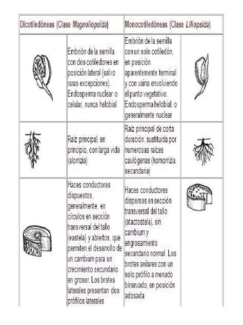 Cuadro Comparativo De Las Plantas Monocotiledoneas Y Dicotiledoneas Pdf