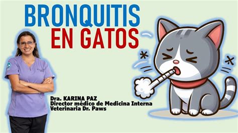 Bronquitis En Gatos La Vida Con Gatos Lavidacongatos Youtube