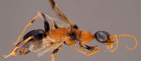 The Dementor Wasp | Critter Science