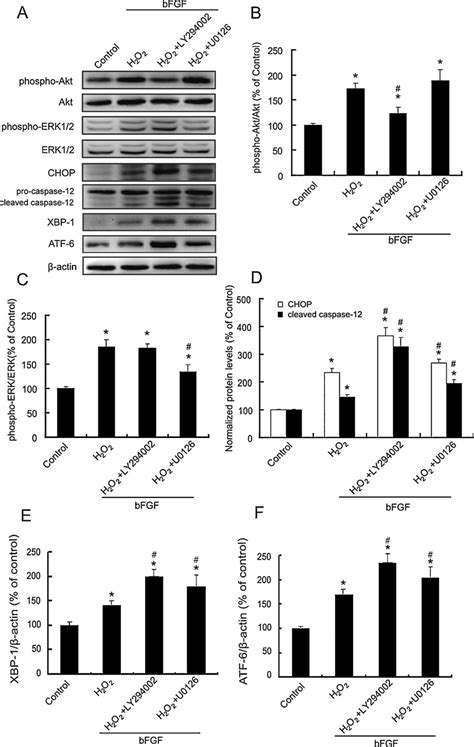 Inhibition Of Pi K Akt And Erk Pathway Partially Attenuates The