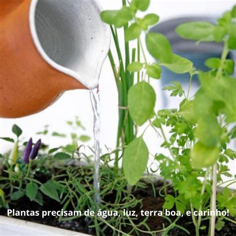 Mantenha suas plantas saudáveis sempre Receitas conversas meio