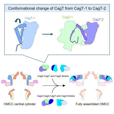 Structural Insights Into The Assembly Pathway Of The Helicobacter