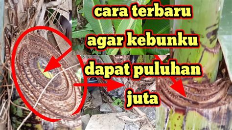 Budi Daya Pohon Pisang Cara Merawat Pohon Pisang Agar Tumbuh Subur