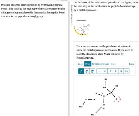 Answered Protease Enzymes Cleave Proteins By Bartleby