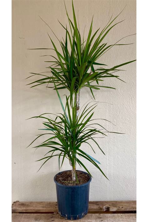 Nad R Kakt S Marginata Dracaena G Vdeli Cm Ev Bitkisi Salon