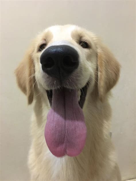 Smiling with her tongue out! : r/PuppySmiles