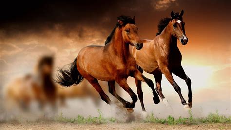 Mustang Horse Wallpapers Top Free Mustang Horse Backgrounds