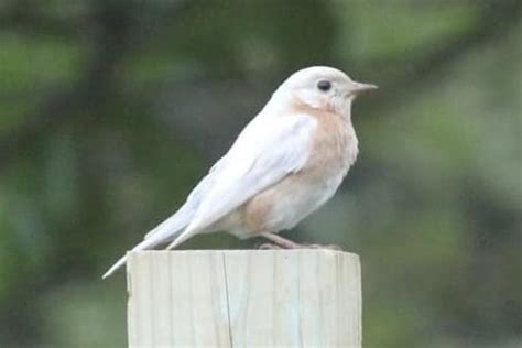 Unusual white-feathered bluebird makes appearance in Texas