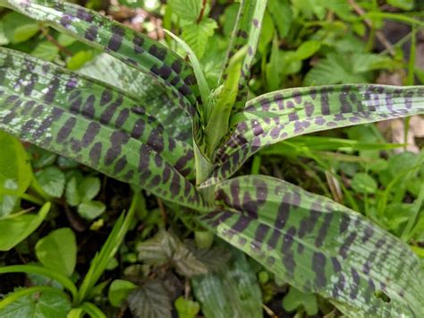 Where And When To See Wild Orchids In The Uk Plantlife