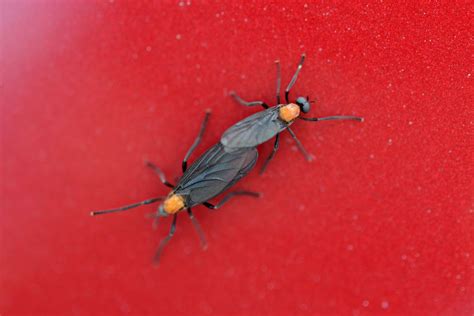 How To Remove Love Bugs From Your Car And Not Hurt The Paint