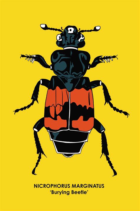 BURYING BEETLE – Pixelken