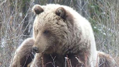 Yukon Hunter Calls Roadside Grizzly Killing Classless Cbc News