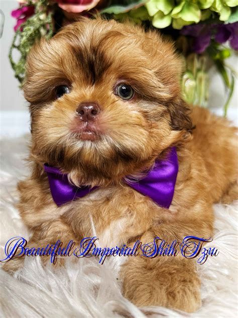 Beautiful Imperial Shih Tzu Shih Tzu Puppies For Sale In Tampa Fl