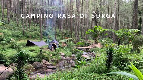 Camping Keluarga Di Tepi Sungai Hutan Pinus Wisata Kampoeng Ciherang