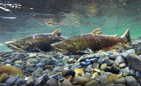 Chinook Salmon Return To Elwha River Flylords Mag