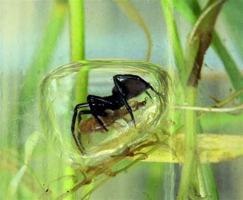 Spider Prince | astronomy-to-zoology: Diving Bell Spider...