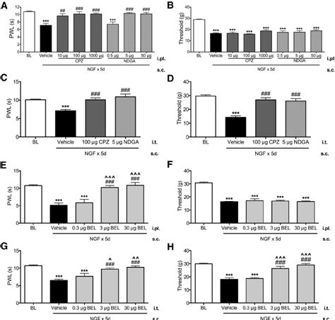 Persistent Ngf Evoked Thermal Hyperalgesia And Mechanical Allodynia Are