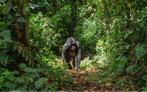 Cuáles son los mejores lugares para ver gorilas en África Uganda y