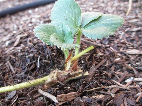 Andie's Way: Transplanting Strawberries