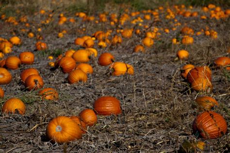 Great Pumpkin Patches In Minnesota Visit Minnesota