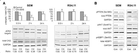 Effects Of Cx On Ck Activity And Pi K Akt Pathway Phosphorylation