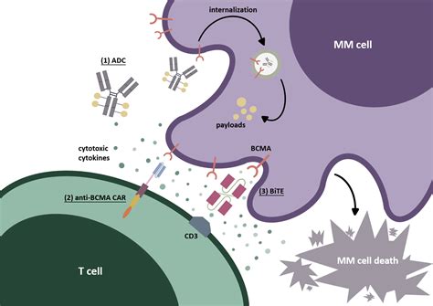 Frontiers Targeting Bcma To Treat Multiple Myeloma Updates From The