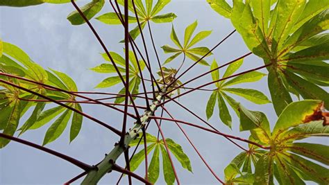 Cassava Plant Manihot Esculenta Cassava Leaves Daun Singkong 22735792