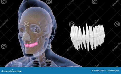 Human Tooth - Incisors, Canines, Premolars, Molars And Third Molars ...