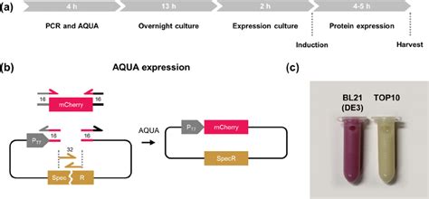 Aqua Expression — Combined Cloning And Protein Expression A Timeline