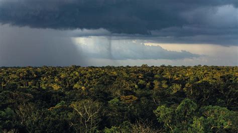 Desmatamento Na Amaz Nia Cai Em Novembro Mas Acumulado Do Ano De