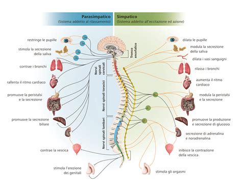 Immagini Sistema Nervoso