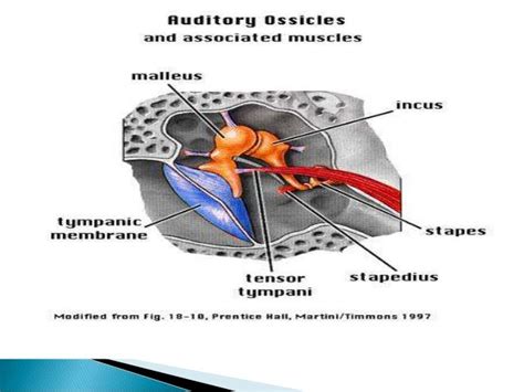 Anatomy of middle ear