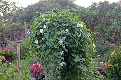 Ipomoea Alba Moonflower Moonvine Tropical White Morning Glory