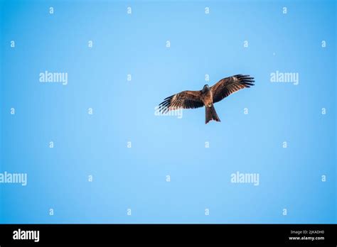 The bird of prey Black Kite flying in blue Sky. The black kite, Milvus ...