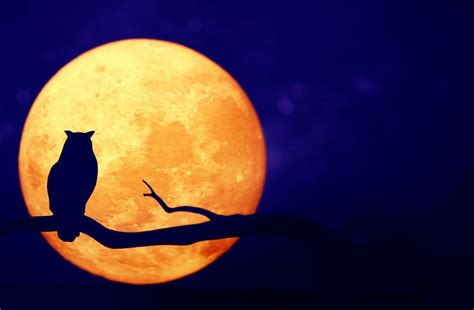 Owl with full moon in the night | Premium Photo - rawpixel