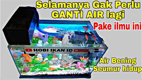 Cara Agar Air Aquarium Tetap Jernih Dan Bersih Selamanya Youtube