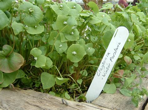 Edible Plants To Grow In Autumn And Winter