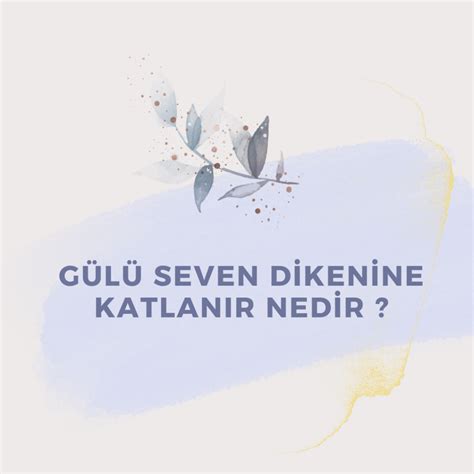 Gülü Seven Dikenine Katlanır Nedir Ne Demek Zıt Anlamı Eş Anlamı