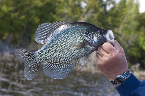 Lake Tahoe Fishing The Complete Guide