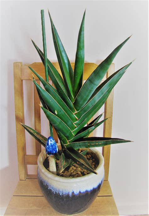 15 Sansevieria Varieties Snake Plant To Identify Your Type Artofit