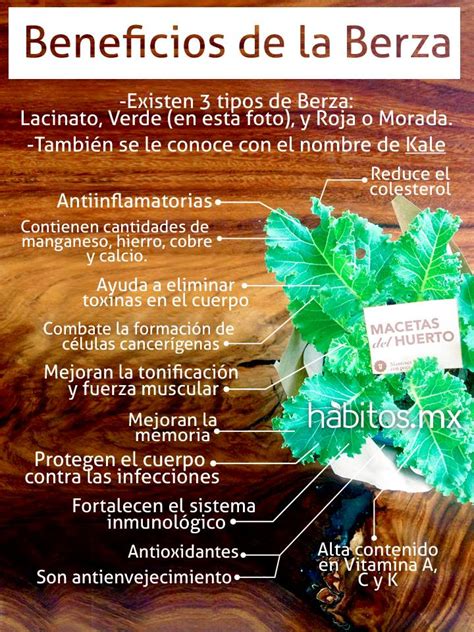 Beneficios De La Berza H Bitos Health Coaching