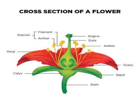 Puzzle De PARTS OF THE FLOWER Rompecabezas De