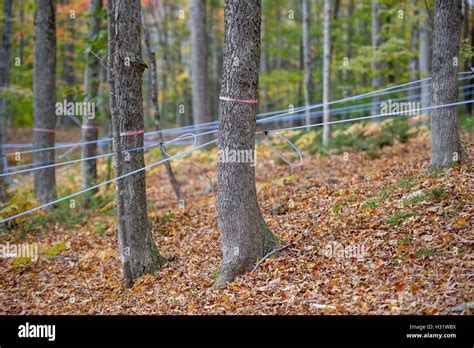 Taps Set Up In Maple Trees Using Plastic Tubing To Collect Sap For