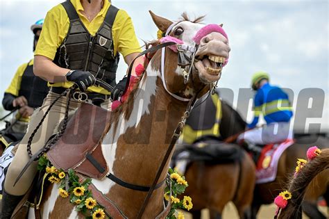 Black Eyed Susan And Preakness Stakes Days Bloodhorse Photo Store