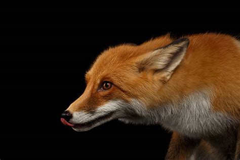 Best Fox Head In Profile Stock Photos Pictures And Royalty Free Images