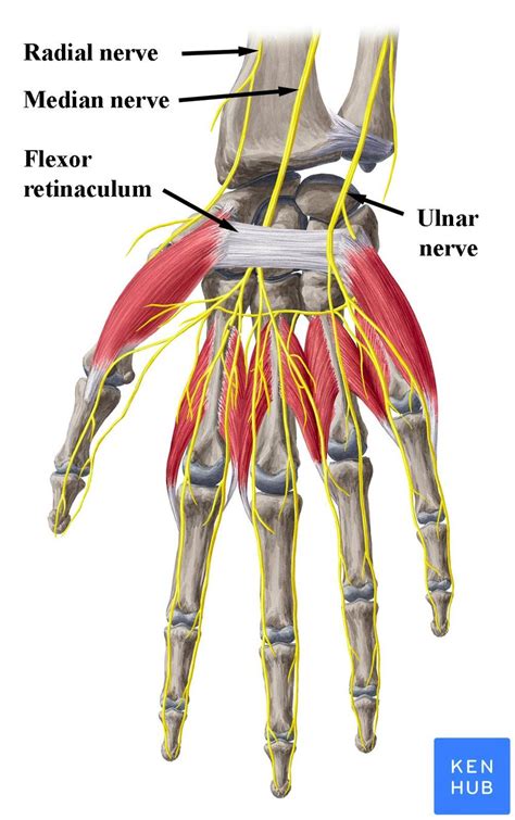 Branches Of Median Nerve Below Wrist Median Nerve Nerve Anatomy Porn